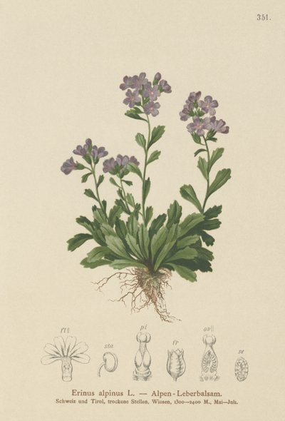 Fe revebjelle (Erinus alpinus) av German School