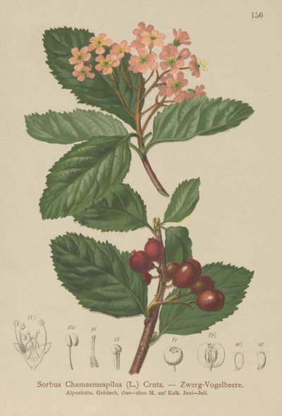 Falsk Mispel (Sorbus chamaemespilus) av German School