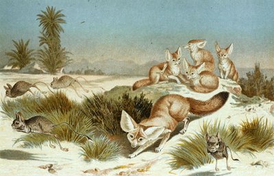 Fennec Fox, plate fra "Brehms Tierleben: Allgemeine Kunde des Tierreichs", vol.2, s.202, utgitt av Bibliographisches Institut av German School