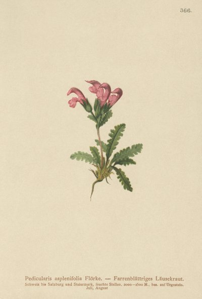 Bregnebladlusseurt (Pedicularis asplenifolia) av German School