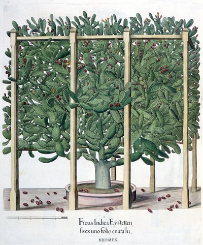 Ficus indica eystettensis, fra Hortus Eystettensis av Basil Besler (1561-1629), pub. 1613 av German School