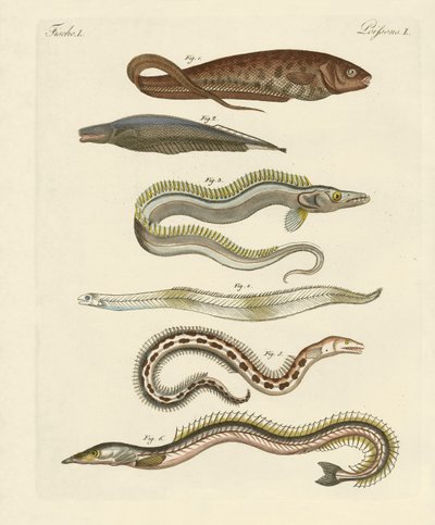 Fisk (farget gravering) av German School