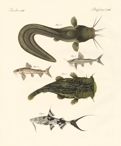 Fisk fra bengali av German School