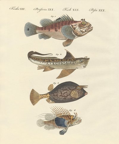 Fisk med en merkelig form av German School