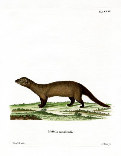 Fisher (farget gravering) av German School