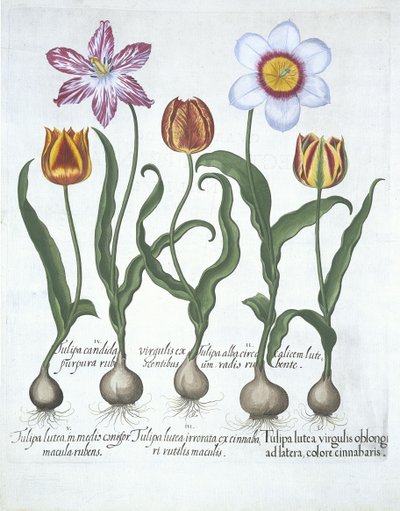 Fem tulipaner, fra Hortus Eystettensis, av Basil Besler (1561-1629) pub. 1613 (håndfarget gravering) av German School