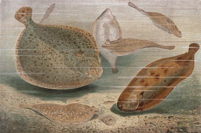 Flat fisk, tallerken fra Brehms Animal Life: General Knowledge of the Animal Kingdom, vol.8, s.224, utgitt av Bibliografisk Institutt, 1892 av German School