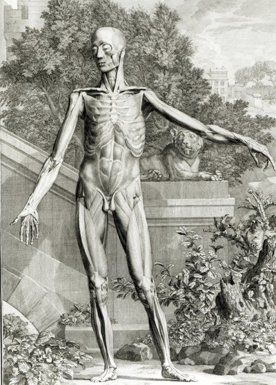 Fløyet kropp, fra Tables of the Skeleton and Muscles of the Human Body av Bernard Siegfried Albinus (1697-1770) 1747 av German School