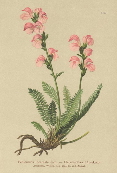 Kjøttrosa lusseurt (Pedicularis incarnata) av German School