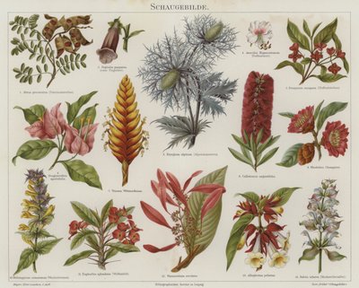 Blomster (farge litho) av German School