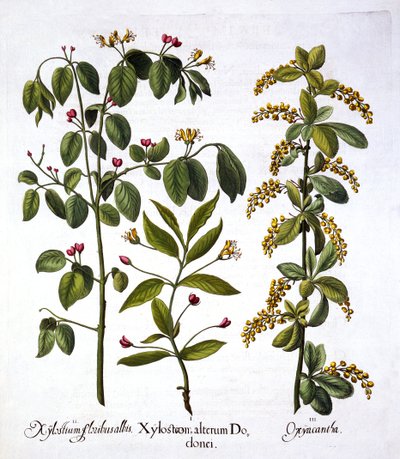 Fly Honeysuckle and Hawthorn, fra Hortus Eystettensis, av Basil Besler (1561-1629), pub. 1613 (håndfarget gravering) av German School