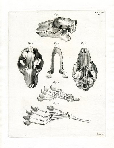Flying Lemur Skull (farget gravering) av German School