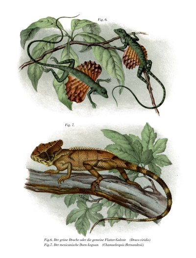 Flying Lizard (farge litho) av German School
