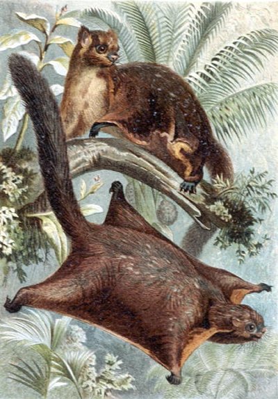 Flying Squirrel, plate fra "Brehms Tierleben: Allgemeine Kunde des Tierreichs", vol.2, s.421, utgitt av Bibliographisches Institut av German School