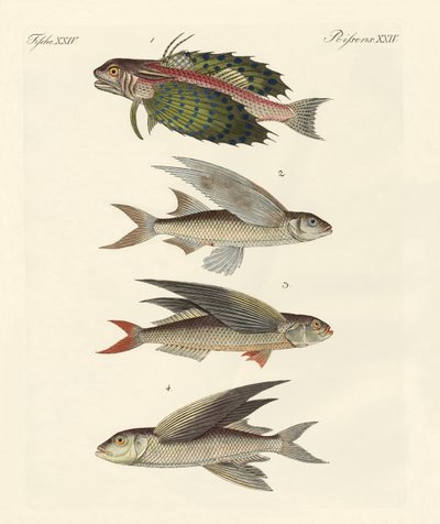 Flyvende fisk av German School