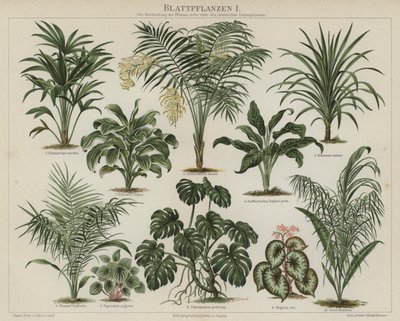 Bladplanter (farge litho) av German School