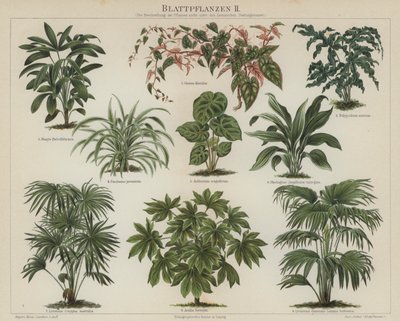 Bladplanter (farge litho) av German School
