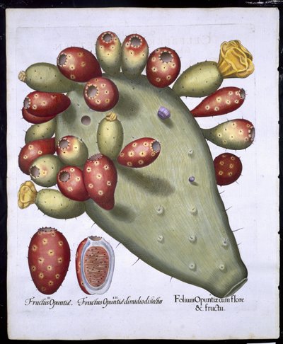 Folium Opuntia fra Hortus Eystettensis av Basil Besler (1561-1629) pub. 1613 (håndfarget gravering) av German School