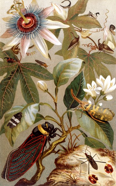 Foreign Cicadas, plate fra Brehms Animal Life: General Knowledge of the Animal Kingdom, vol.9, s.637, utgitt av Bibliographic Institute, 1892 av German School