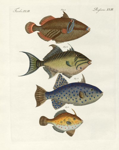 Utenlandsk fisk (farget gravering) av German School