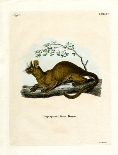 Fossa (farget gravering) av German School