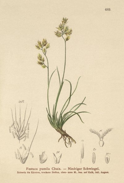 Firebladssvingel (Festuca pumila, Festuca quadriflora) av German School