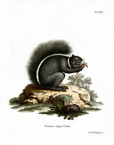 Fox Squirrel (farget gravering) av German School