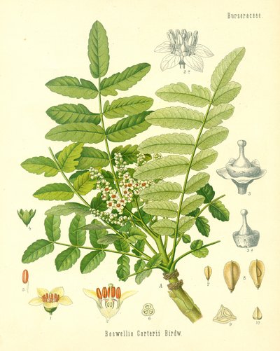 Frankincense, illustrasjon fra Koehlers Medicinal Plants, utgitt i 1887 av German School