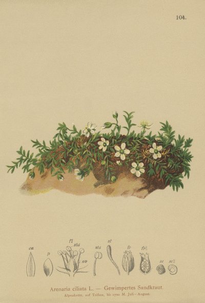 Frynset sandurt (Arenaria ciliata) av German School