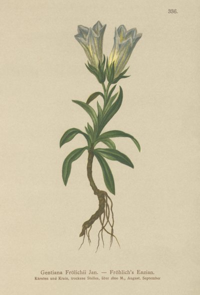 Froelichs Gentian (Gentiana Froelichii) av German School