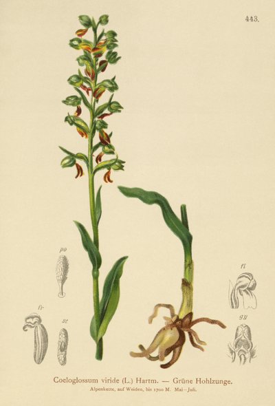Froskeorkide (Coeloglossum viride) av German School