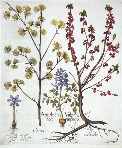 Fumewort, Daphne mezereum, Cornelian Cherry og Spring Crocus, fra Hortus Eystettensis, av Basil Besler (1561-1629), pub. 1613 (håndfarget gravering) av German School
