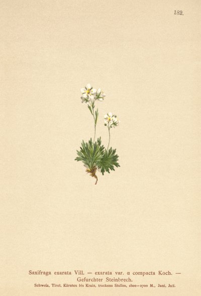 Furet saxfrage (Saxifraga exarata, Saxifraga exarata var. compacta, Saxifraga exarata ssp. moschata) av German School