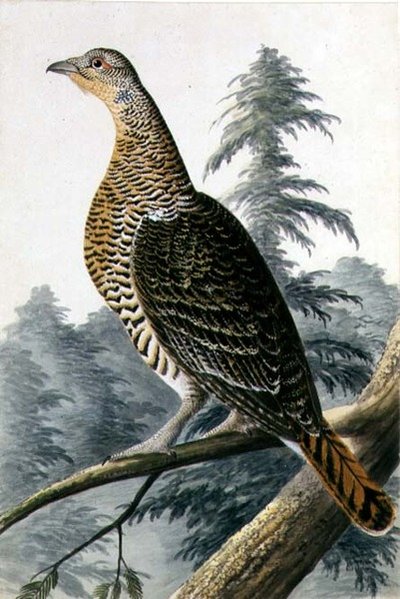 Game Bird, ca. 1740 (akvarell på papir) av German School