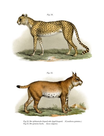 Gepard, 1860 av German School
