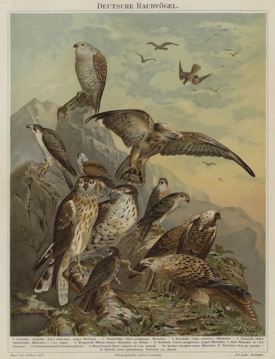 Tyske rovfugler (farge litho) av German School