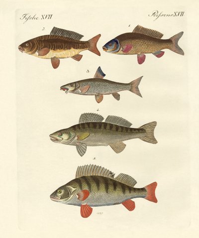 Tysk sjøfisk av German School