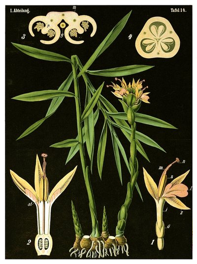 Ingefær (Zingiber officinale Roscoe) ca. 1890 (kromolitografi) av German School