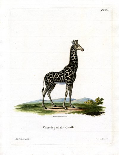 Giraffe (farget gravering) av German School