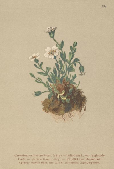 Isbremusøre (Cerastium uniflorum, Cerastium latifolium var. glaciale, Cerastium glaciale) av German School