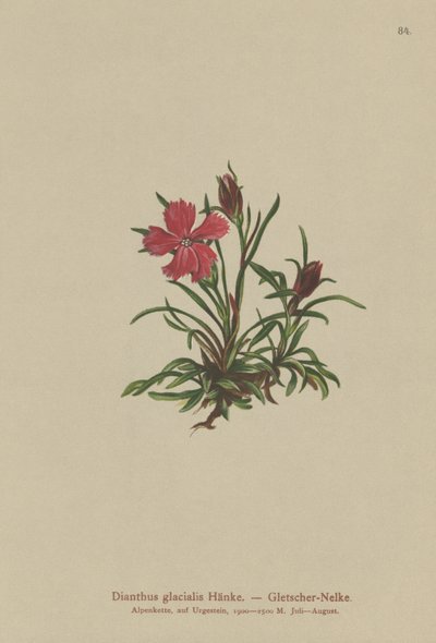Glacier Pink (Dianthus glacialis) av German School