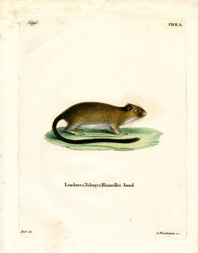 Golden Atlantic Tree Rat (farget gravering) av German School