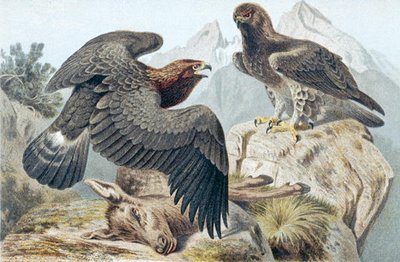Golden Eagle, plate fra "Brehms Tierleben: Allgemeine Kunde des Tierreichs" vol.6, s.266, utgitt av Bibliographisches Institut av German School