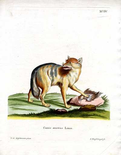 Golden Jackal (farget gravering) av German School