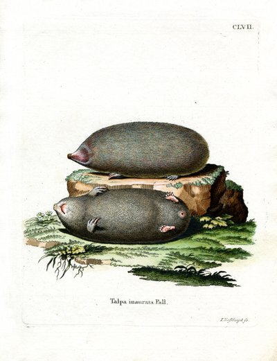 Golden Mole (farget gravering) av German School