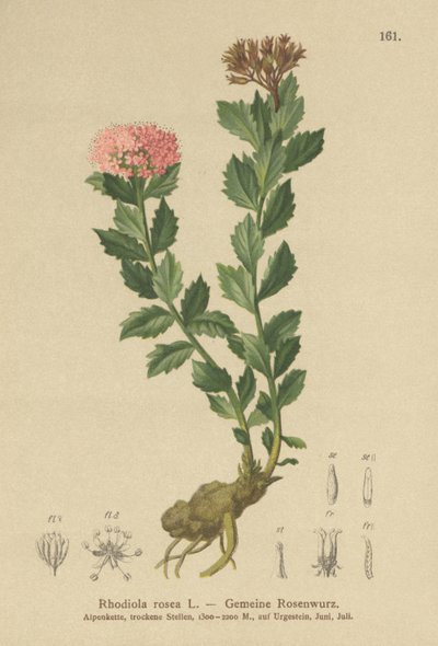 Gullrot (Rhodiola rosea) av German School