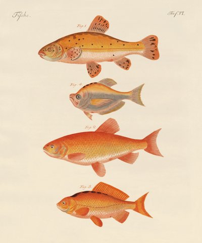 Gullfisk (farget gravering) av German School