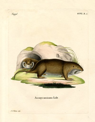 Gopher (farget gravering) av German School