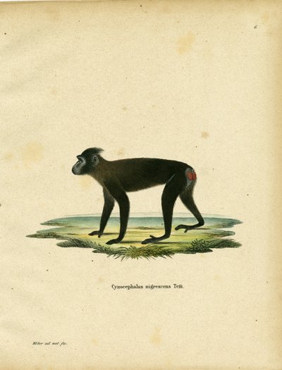 Gorontalo Macaque (farget gravering) av German School