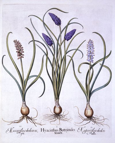Grape Hyacinths, fra Hortus Eystettensis, av Basil Besler (1561-1629), pub. 1613 (håndfarget gravering) av German School